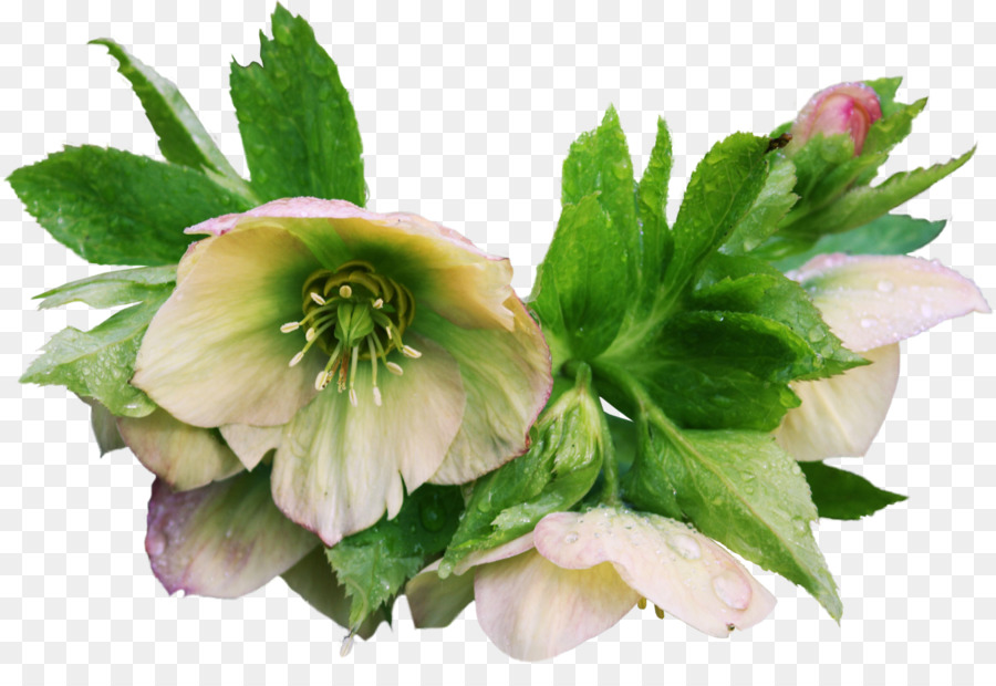 ดอกไม้，Helleborus ไนเจอร์ Name PNG