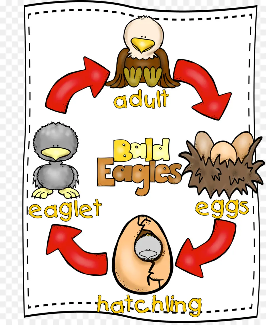 Bald Eagle Life Cycle，นก PNG