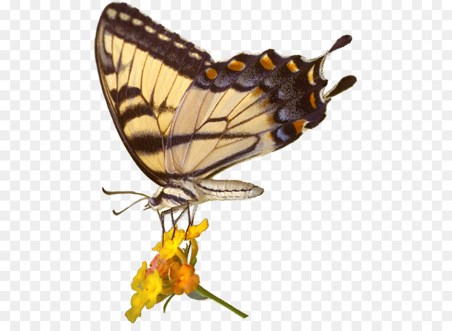 ขนาด Monarch ผีเสื้อ，Uga ชุดสะสมของ Arthropods PNG