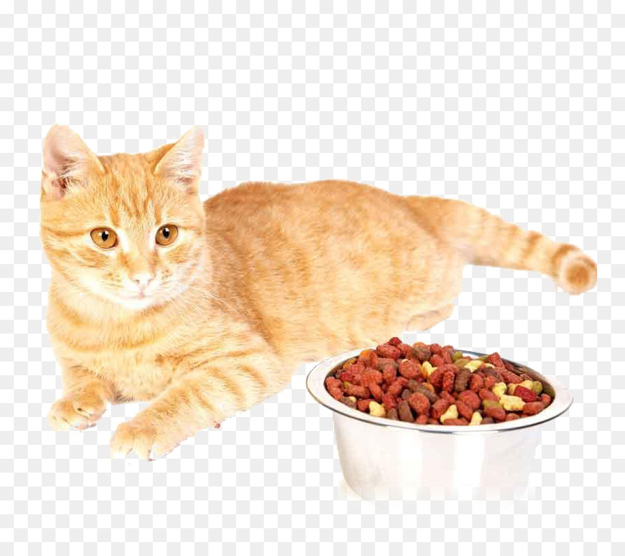อาหารแมว，ชาวอังกฤษ Shorthair PNG