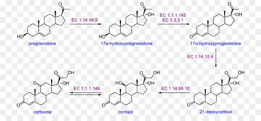 Fusarium Oxysporum，Androstenedione PNG