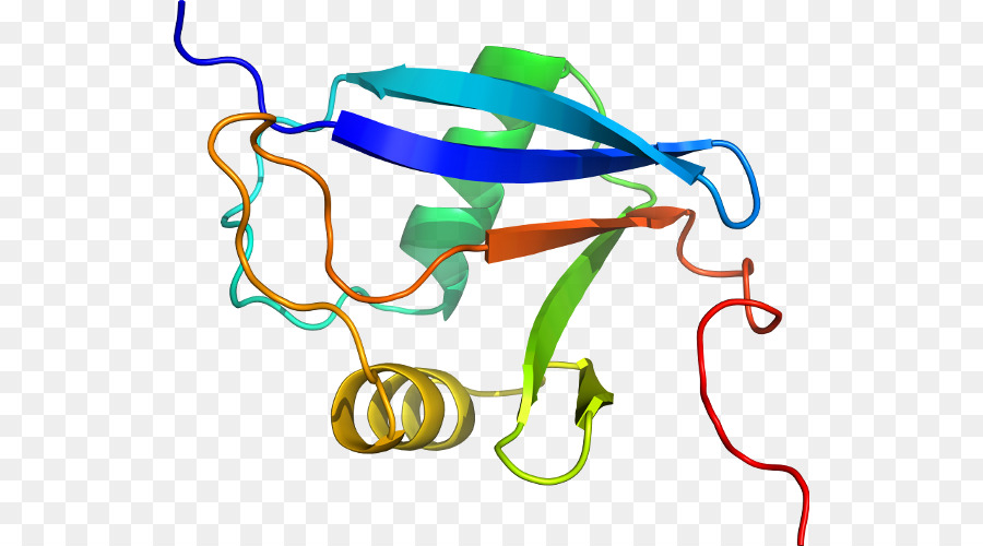 โครงสร้างโปรตีน，โมเลกุล PNG