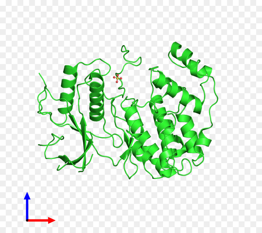 โครงสร้างโปรตีนสีเขียว，ชีววิทยา PNG