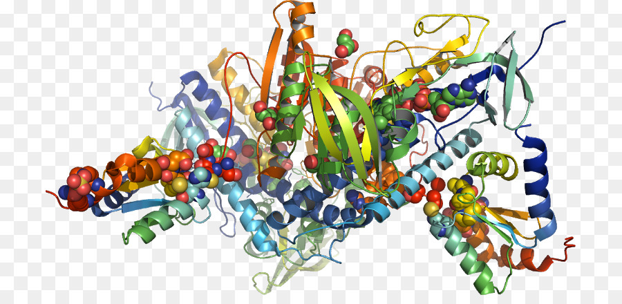 โครงสร้างโปรตีน，โมเลกุล PNG