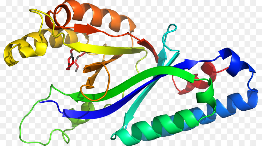 โครงสร้างโปรตีน，โมเลกุล PNG