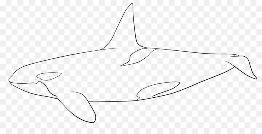 Orca，วาฬ PNG