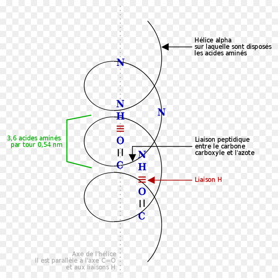 อัลฟ่าเกลียว，โปรตีน PNG