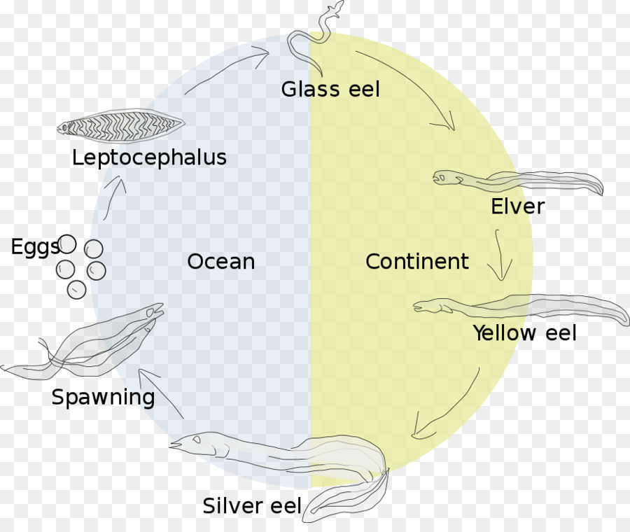 ปลา ไหล，Eel ชีวิตประวัติศาสตร์ PNG