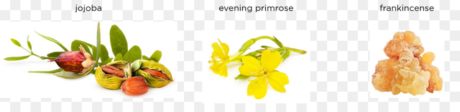 Jojoba ตอนเย็น Primrose กำยาน，สมุนไพร PNG