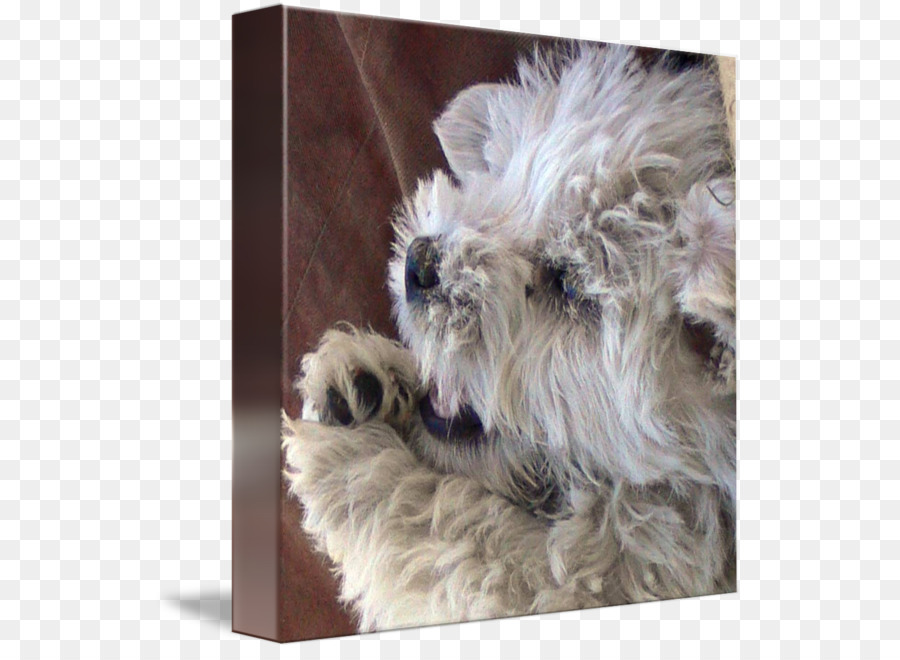 ตุ๊กตาจำลอ Schnauzer，เกลน PNG