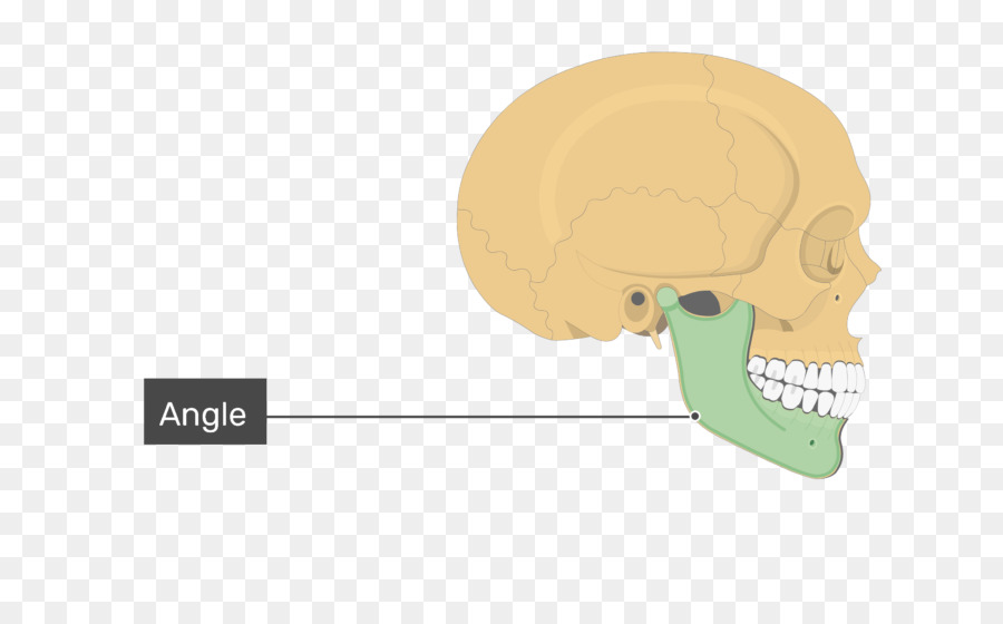 แผนภาพกะโหลกศีรษะ，กายวิภาคศาสตร์ PNG