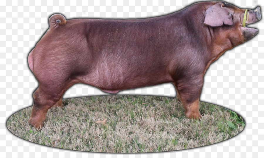 Duroc หมู，พันธุ์ PNG