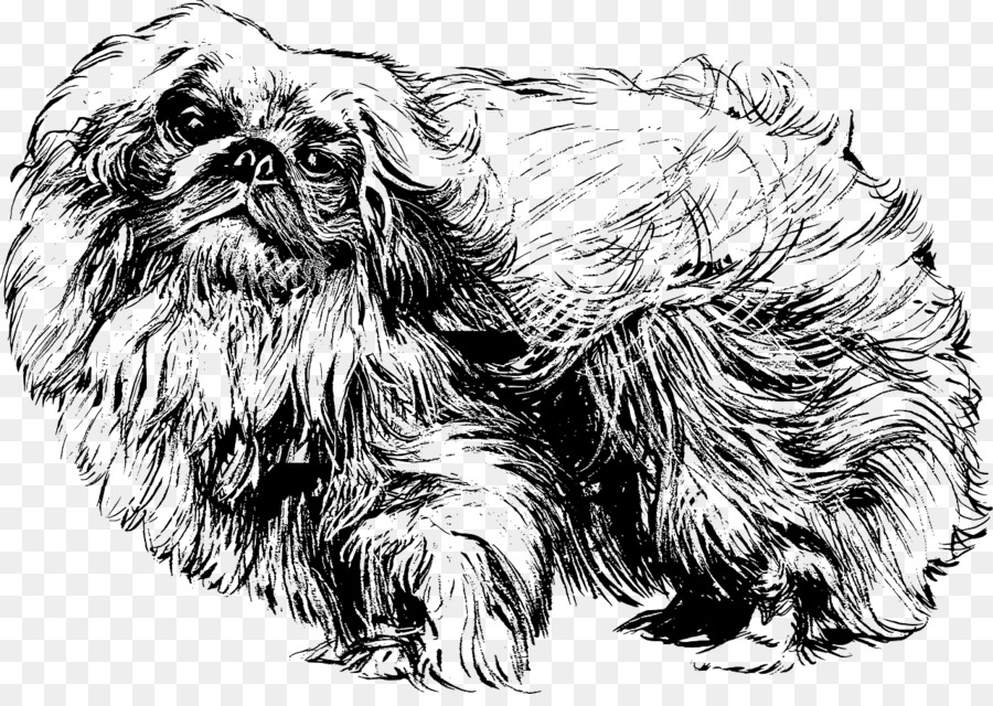 Pekingese，Shih วู PNG