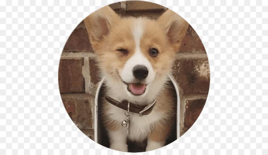 เพมโบรคภาษาเวลช์ Name Corgi，ลูกหมา PNG