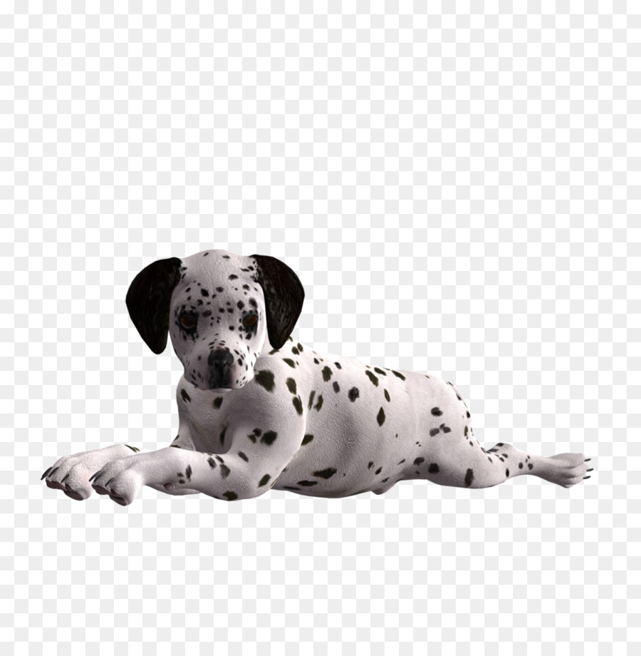 Dalmatian หมา，ลูกหมา PNG