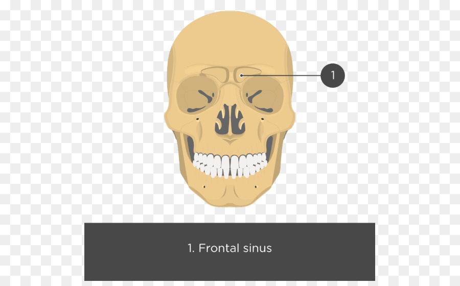 Zygomatic กระดูก，Maxilla PNG