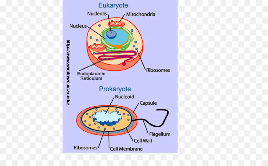 ยูคาริโอตและเซลล์ Prokaryote，นิวเคลียส PNG