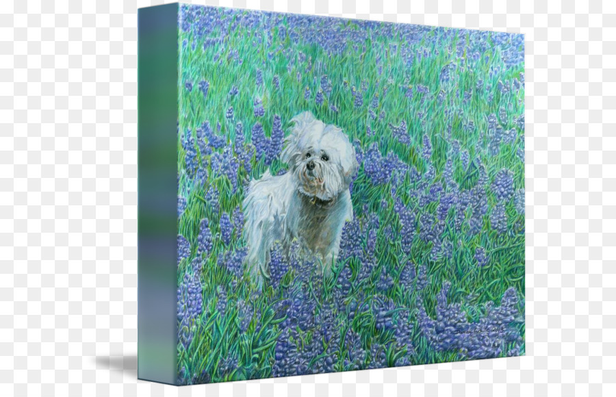 Schnoodle，Bichon Frise PNG