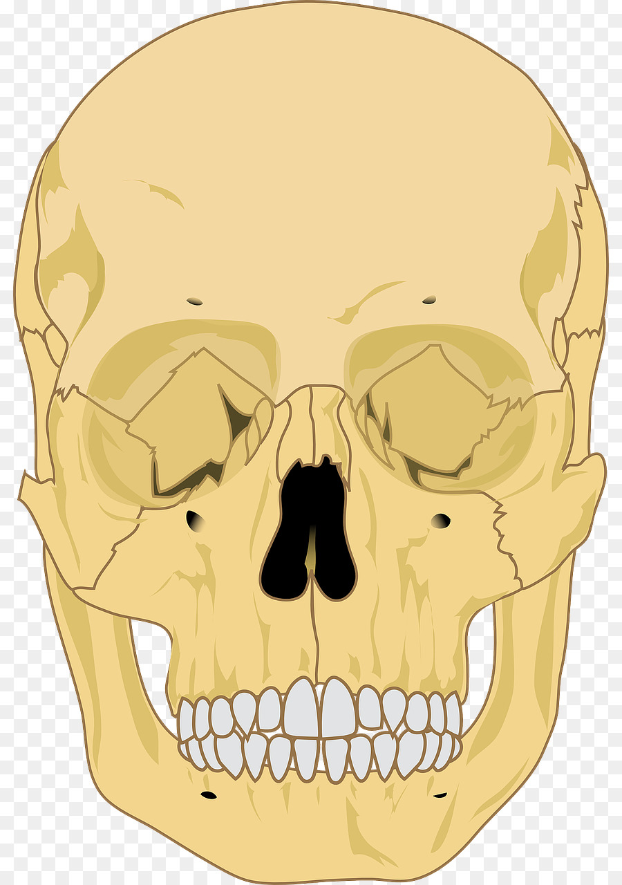กะโหลก，โครงกระดูก PNG