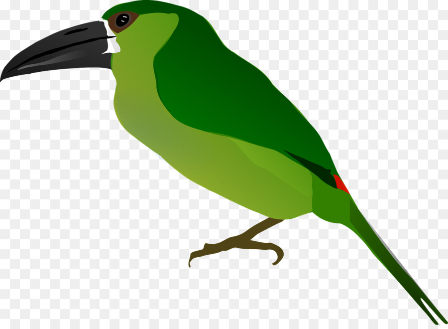 นก，ปาก PNG