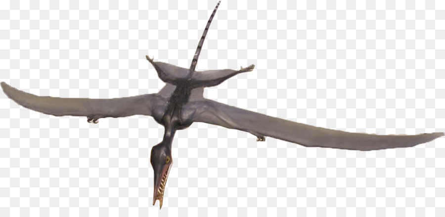 Rhamphorhynchus，หินปูน Solnhofen PNG