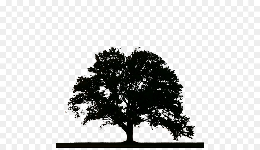 ต้นไม้，ต้นไม้ตอไม้ PNG
