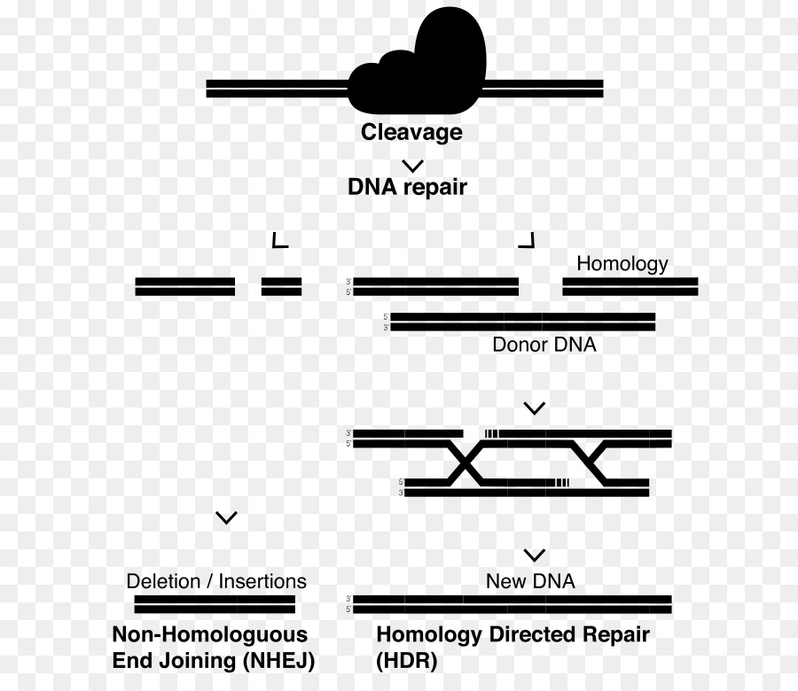 Crispr，ดีเอ็นเองซ่อม PNG