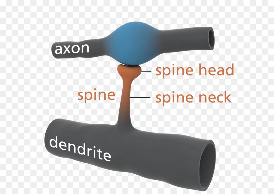 Dendritic องกระดูกสันหลั，ไดรต์ PNG