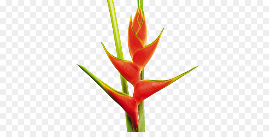 ดอกไม้ Heliconia，เขตร้อน PNG