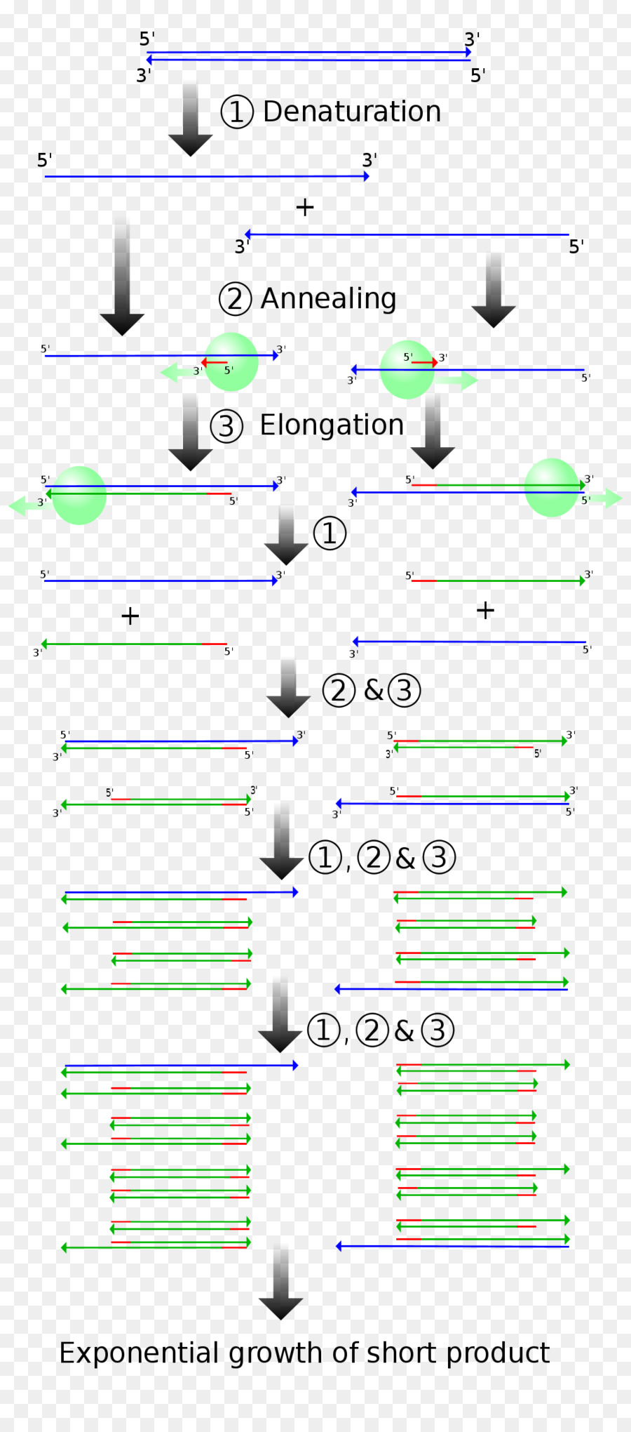 Polymerase ปฏิกิริยาลูกโซ่，ดีเอ็นเอ PNG