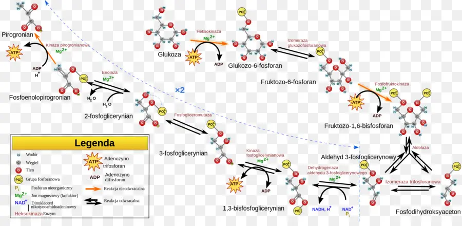 ทางเดินไกลโคไลซิส，ชีวเคมี PNG