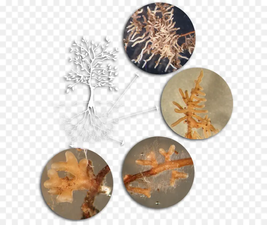 ต้นไม้，Mycorrhiza PNG