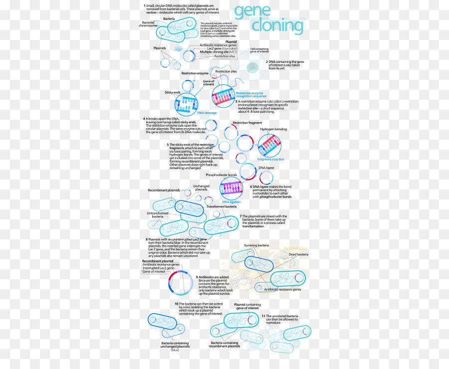 การโคลนนิ่งยีน，ดีเอ็นเอ PNG