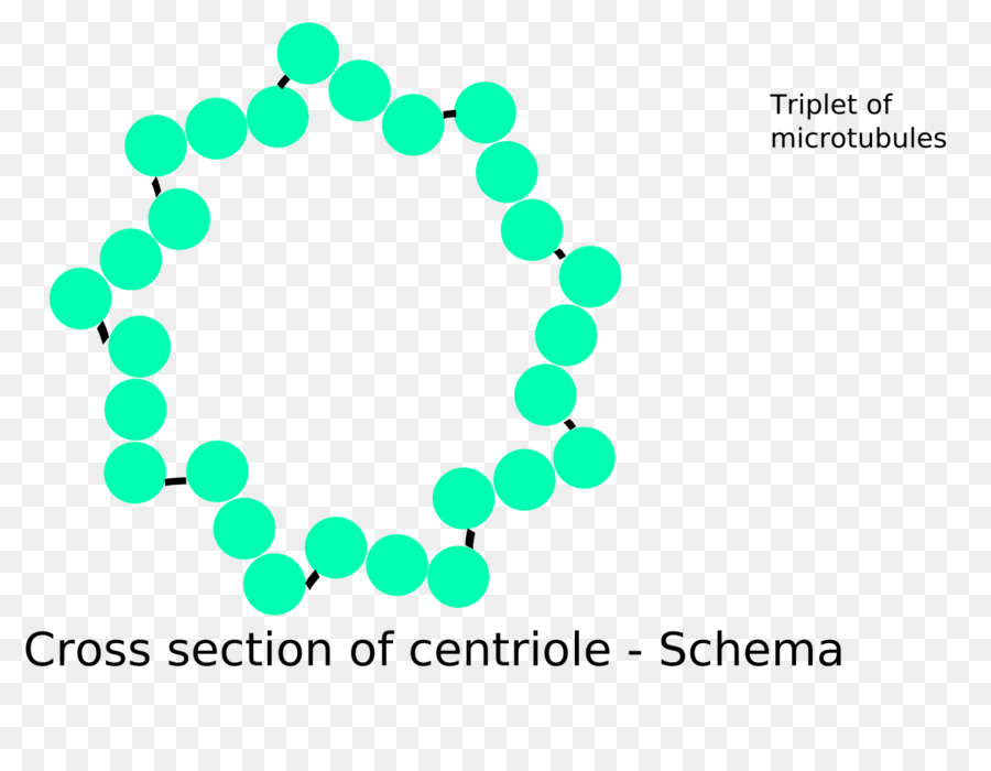 Centriole Cross Cross，ชีววิทยา PNG