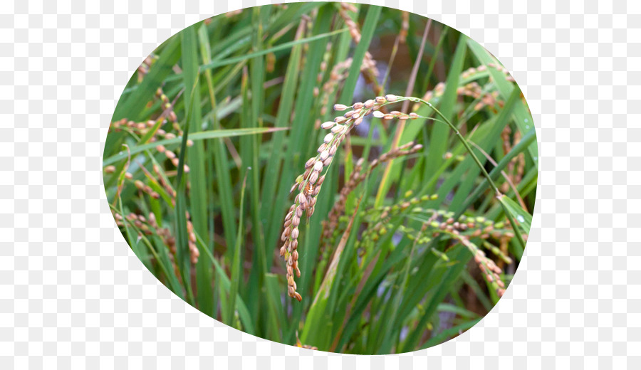 หวานหญ้า，หญ้า PNG