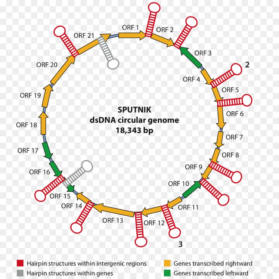 Mimivirus，เชื้อไวรัส PNG