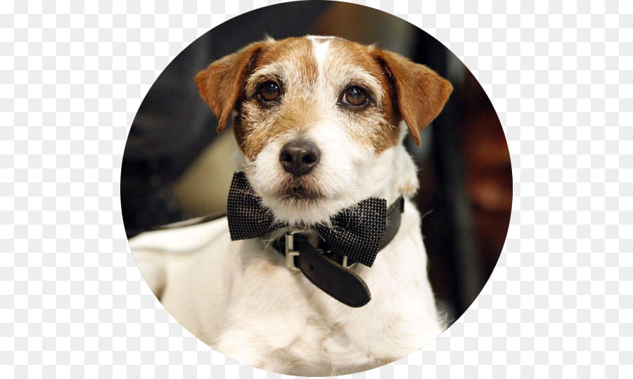 แจ็คอรัสเซล Terrier，Uggie PNG