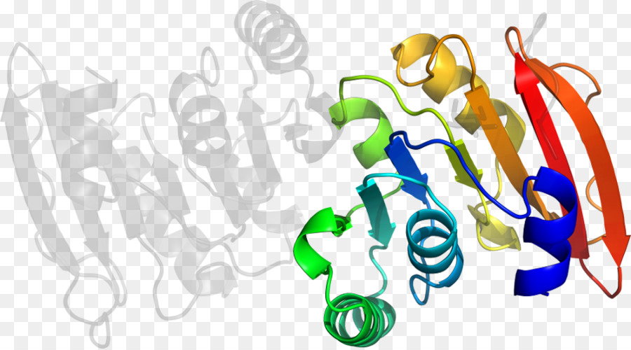 โครงสร้างโปรตีน，โมเลกุล PNG