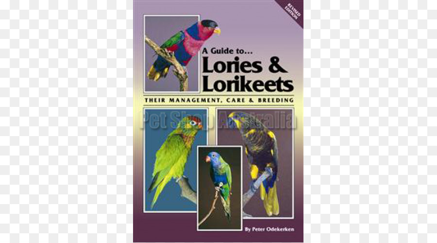 Lories And Lorikeets，นก PNG