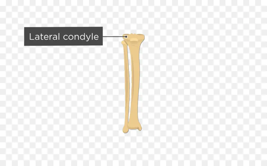 Condyle ด้านข้าง，กระดูก PNG