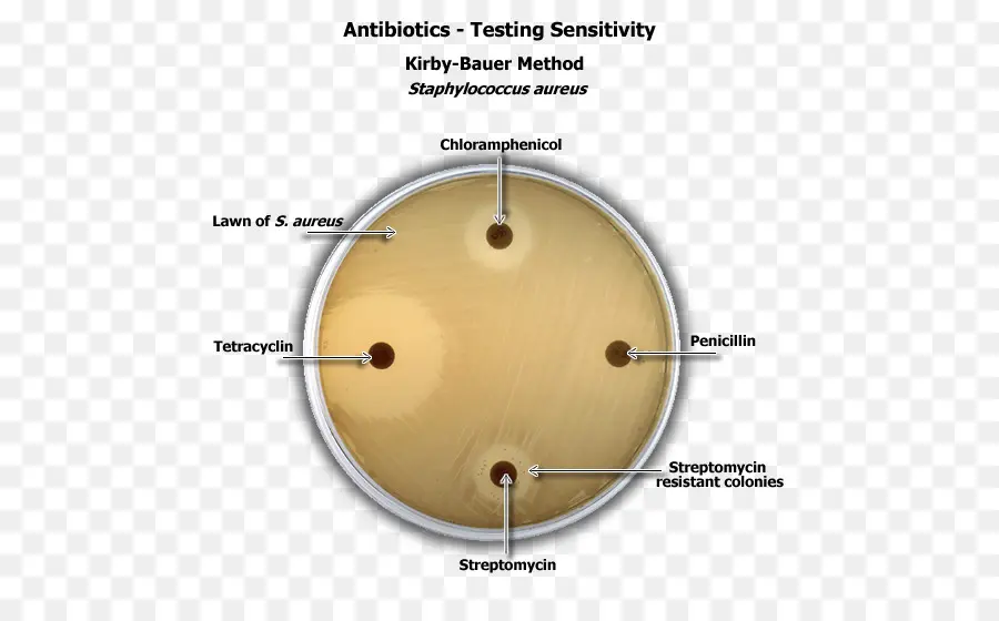 การทดสอบความไวของยาปฏิชีวนะ，แบคทีเรีย PNG