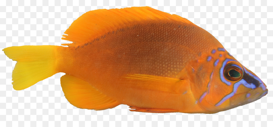 ตัวปลาทอง，ปะการังปลา PNG