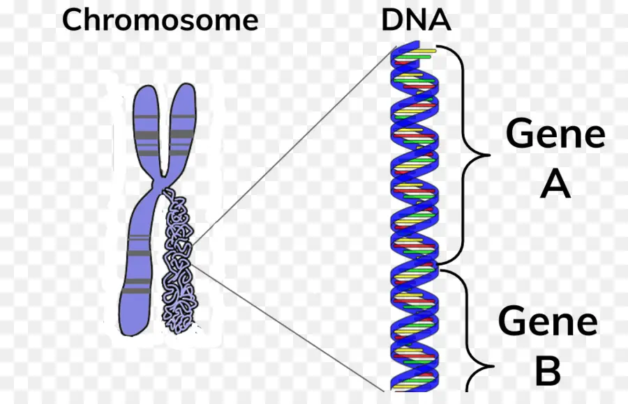 โครโมโซม，ดีเอ็นเอ PNG