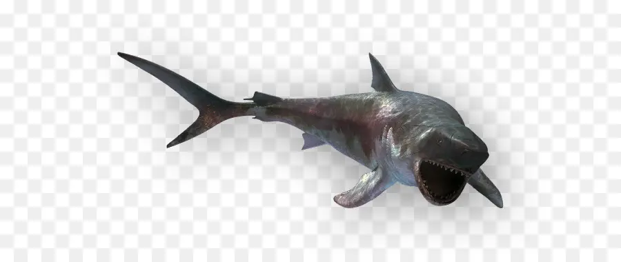 ฉลาม，สัตว์ PNG