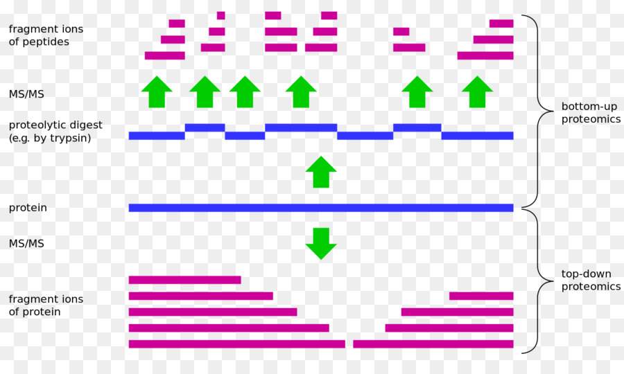 Topdown และ Bottomup ออกแบบ，ด้านบน Proteomics PNG