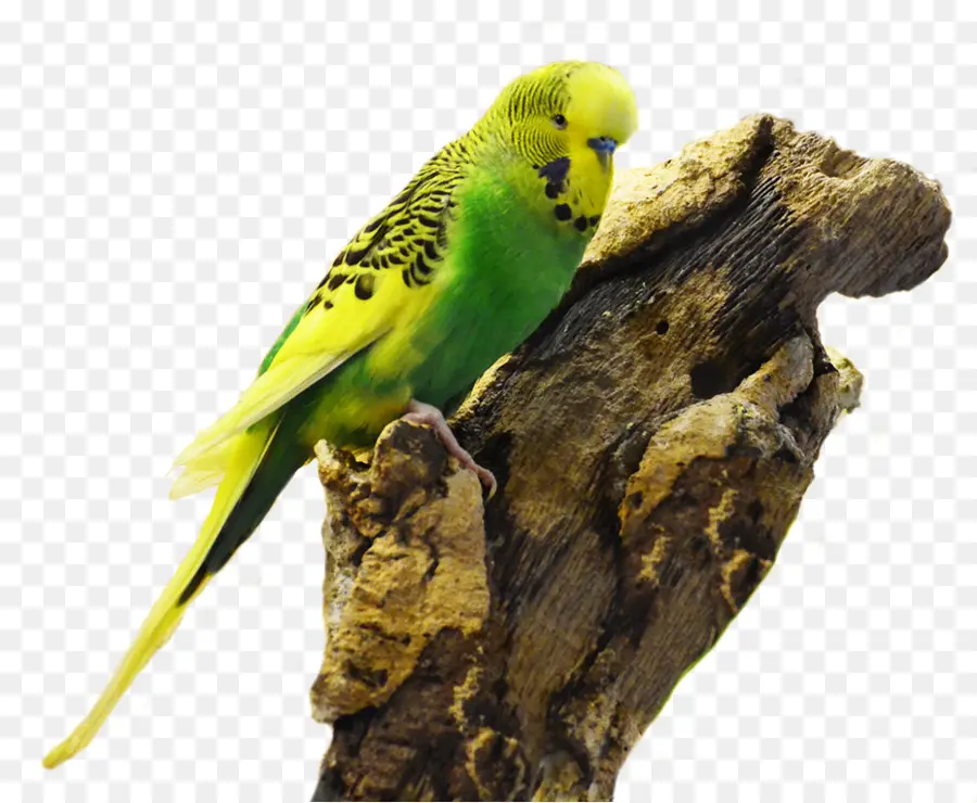 Budgerigar，เลี้ยงนกแ้ก้ว PNG