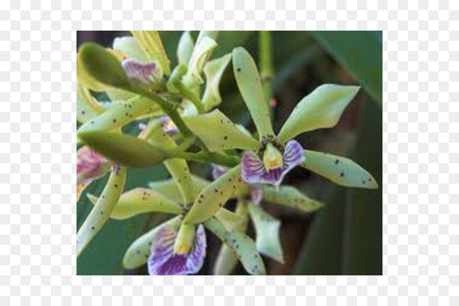 ส่วนที่ยื่นออกมากกล้วยไม้，Epidendrum PNG