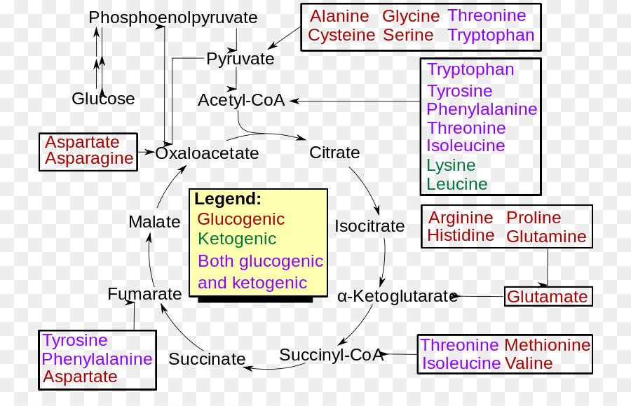 แร่ Gatz，Gluconeogenesis PNG