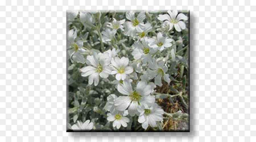 มอสส์ Phlox，สวน PNG