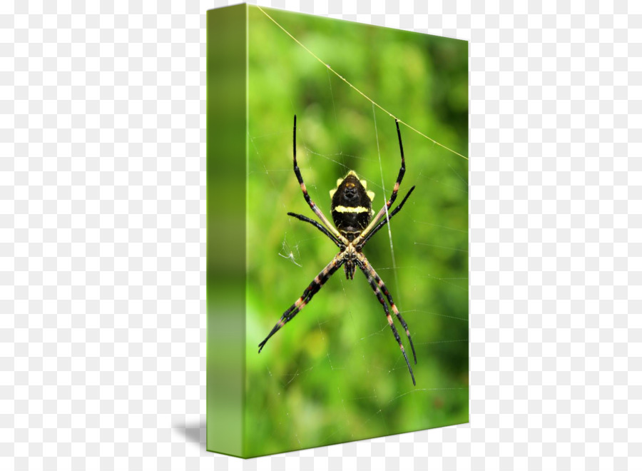 ยุโรปสวนสไปเดอร์，Argiope PNG